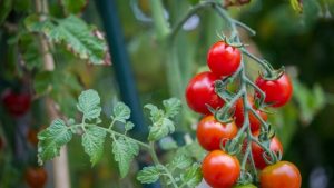 Cara Mudah Menggunakan Pekarangan Rumah untuk Menanam Tomat